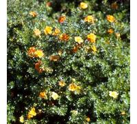 Gardeners Dream Potentilla Tangerine Deciduous Shrub Live Hardy Outdoor Garden Plant In Pot - 9Cm Pot (20-30Cm)