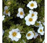 Gardeners Dream Potentilla Tilford Cream Garden Plant - Creamy White Flowers, Compact Size, Hardy (15-30Cm Height Including Pot)