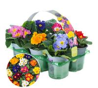 Gardeners Dream Primrose Mix - Early Spring Bloomers Collection (9Cm, Pack Of 6)
