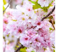 Prunus 'Amanogawa' | Japanese Flowering Cherry | Ornamental Garden Tree | 5-6Ft
