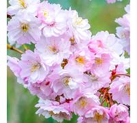 Gardeners Dream Prunus Autumnalis Rosea Tree - Semi-Double Pale Pink Flowers, Hardy, Ornamental (5-6Ft)