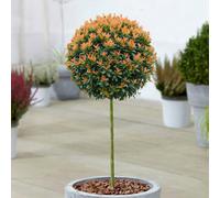 Gardeners Dream Prunus Bonaparte Cherry Fruit Plants Hardy Deciduous Garden Ready Patio Tree - 3 Litre Pot (50-80Cm)