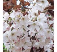 Gardeners Dream Prunus Chocolate Ice Tree - Large White Flowers, Copper Brown Foliage, Hardy, Ornamental (5-6Ft)