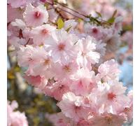 Gardeners Dream Prunus First Blush Tree - Cherry Pink Spring Flowers, Dark Green Foliage, Low Maintenance (5-6Ft)