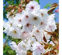 Gardeners Dream Prunus Fragrant Cloud Tree - Large Scented White Spring Flowers, Vibrant Autumn Foliage, Hardy (5-6Ft)