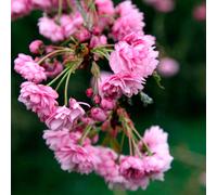 Gardeners Dream Prunus Kiku-Shidare Zakura Tree - Stunning Pink Blossoms, Ornamental, Low Maintenance (5-6Ft)