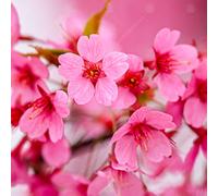 Gardeners Dream Prunus Kursar Tree - Deep Pink Blossoms, Colour-Changing Foliage, Ornamental, Low Maintenance (5-6Ft)