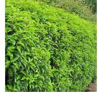 Gardeners Dream Prunus Lusitanica - Evergreen Hedging Plant, Portuguese Laurel, Hardy (20-40Cm, 20 Plants)