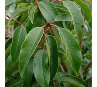 Gardeners Dream Prunus Lusitanica Tree - Dark Green Foliage, Versatile, Compact, Low Maintenance (5-6Ft)