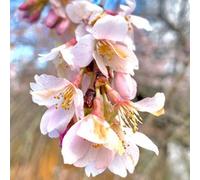 Prunus Marie Mallet Tree (12L, 5-6ft)