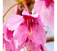 Gardeners Dream Prunus Okame Tree - Vibrant Pink Flowers, Compact, Hardy (5-6Ft)