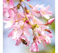 Gardeners Dream Prunus Pendula Rubra Tree - Weeping Cherry, Ornamental, Hardy (5-6Ft)