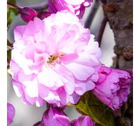 Gardeners Dream Prunus Pink Perfection Tree - Double Pink Flowers, Ornamental, Hardy (5-6Ft)
