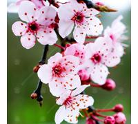 Gardeners Dream Prunus Pissardii Nigra Tree - Stunning Foliage Colour, Pink-White Spring Flowers (5-6Ft)
