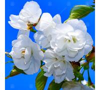 Gardeners Dream Prunus Plena Tree - Double White Flowers, Ornamental, Low Maintenance (5-6Ft)
