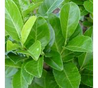 Gardeners Dream Prunus Rotundifolia - Evergreen Cherry Laurel Hedging Plants, Hardy Shrubs (20-40Cm, 3 Plants)