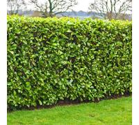 Gardeners Dream Prunus Rotundifolia Garden Plant - Compact Size, Glossy Evergreen Foliage (20-40Cm, 10 Plants)