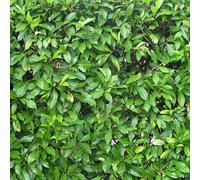Gardeners Dream Prunus Rotundifolia Garden Plant - Glossy Evergreen Leaves, Compact Growth, Hardy Plant (20-30Cm Height Including Pot)