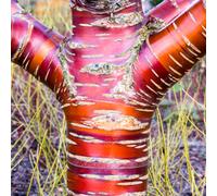 Gardeners Dream Prunus Serrula Tree - Striking Red Bark, Hardy, Low Maintenance (5-6Ft)