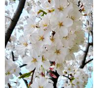 Gardeners Dream Prunus Shidare-Yoshino Tree - White Flowers, Vibrant Autumn Foliage, Hardy (5-6Ft)