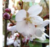 Gardeners Dream Prunus Spire Tree - Pinkish-White Flowers, Vibrant Autumn Foliage, Hardy (5-6Ft)