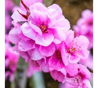 Gardeners Dream Prunus Spring Glow Tree - Bright Pink Flowers, Vibrant Foliage, Hardy (5-6Ft)