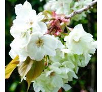 Gardeners Dream Prunus Ukon Tree - Creamy-Yellow Flowers, Compact, Low Maintenance (5-6Ft)