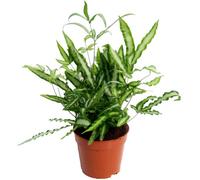 Gardeners Dream Pteris Albolineata - Indoor House Plant For Home Office, Kitchen, Living Room - Potted Houseplant (25-35Cm Height Including Pot)