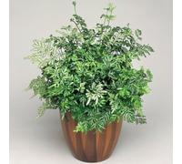 Gardeners Dream Pteris Evergemiensis - Indoor Silver Lace Fern, Variegated Fronds, Low Maintenance, Compact Size (25-35Cm Height Including Pot)