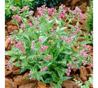 Gardeners Dream Pulmonaria Raspberry Splash (9Cm)