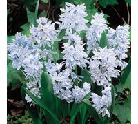Gardeners Dream Puschkinia Scilloides Libanotica Flowering Bulbs - Striped Squill, 500 Pack