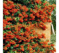 Gardeners Dream Pyracantha Orange Glow Garden Plant - Vibrant Orange Berries, Compact Size (20-40Cm, 100 Plants)