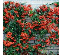 Gardeners Dream Pyracantha Red Column Garden Plant - Compact Size, Vibrant Red Berries (20-40Cm, 25 Plants)