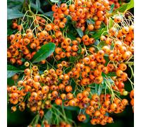Gardeners Dream Pyracantha Saphyr Orange Evergreen Garden Ready Firethorn Plant Shrub In Pot - 3 Litre Pot (60-70Cm)