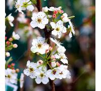 Gardeners Dream Pyrus Chanticleer Tree - Vibrant Autumn Foliage, White Flowers, Hardy (5-6Ft)