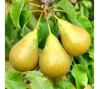 Gardeners Dream Pyrus Communis Conference Tree - Olive Green Pear Fruits, Hardy, White Flowers (4-5Ft)