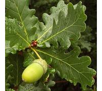 Gardeners Dream Quercus Robur 'english Oak' Bare Root Hedge Hedging Tree Plants (3-4Ft, 5 Plants)