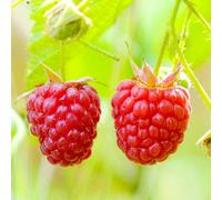 Gardeners Dream Raspberry Autumn First - Grow Your Own - Garden Plants Ready To Plant - 3 Litre Pot (30-50Cm)