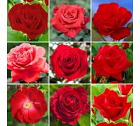 Gardeners Dream Red Rose - Outdoor Plant, Stunning Colour, Ideal For Gardens, Compact Size