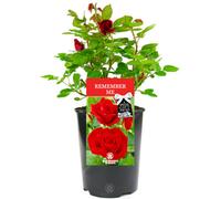 Gardeners Dream Remember Me Red Rose - Outdoor Plant, Ideal For Gardens, Compact Size