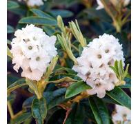 Gardeners Dream Rhododendron Arctic (15-25Cm Height Including Pot) Garden Plant - Compact Shrub, Stunning Blooms