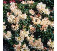 Gardeners Dream Rhododendron Dusty Miller (15-25Cm Height Including Pot) Garden Plant - Compact Shrub, Distinctive Foliage