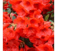 Gardeners Dream Rhododendron Elizabeth Garden Plant - Vibrant Red Blooms, Compact Growth, Medium Size (20-30Cm Height Including Pot)