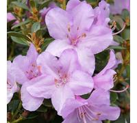Gardeners Dream Rhododendron Garden Plant - Lilac-Pink Blooms, Compact Growth, Medium Size (20-30Cm Height Including Pot)