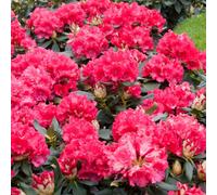 Gardeners Dream Rhododendron Markeetas Prize (9Cm)