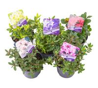 Gardeners Dream Rhododendron Mix 5 Plants (15-25Cm Height Including Pot) Garden Plants - Assorted Varieties, Compact Shrubs