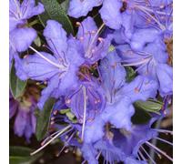 Gardeners Dream Rhododendron Night Sky (15-25Cm Height Including Pot) Garden Plant - Compact Shrub, Unique Foliage