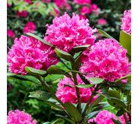 Gardeners Dream Rhododendron Rocket (9Cm)
