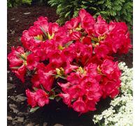 Gardeners Dream Rhododendron Scarlet Wonder (15-25Cm Height Including Pot) Garden Plant - Compact Shrub, Scarlet Blooms