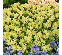 Gardeners Dream Rhododendron Shamrock (15-25Cm Height Including Pot) Garden Plant - Compact Shrub, Pink Blooms